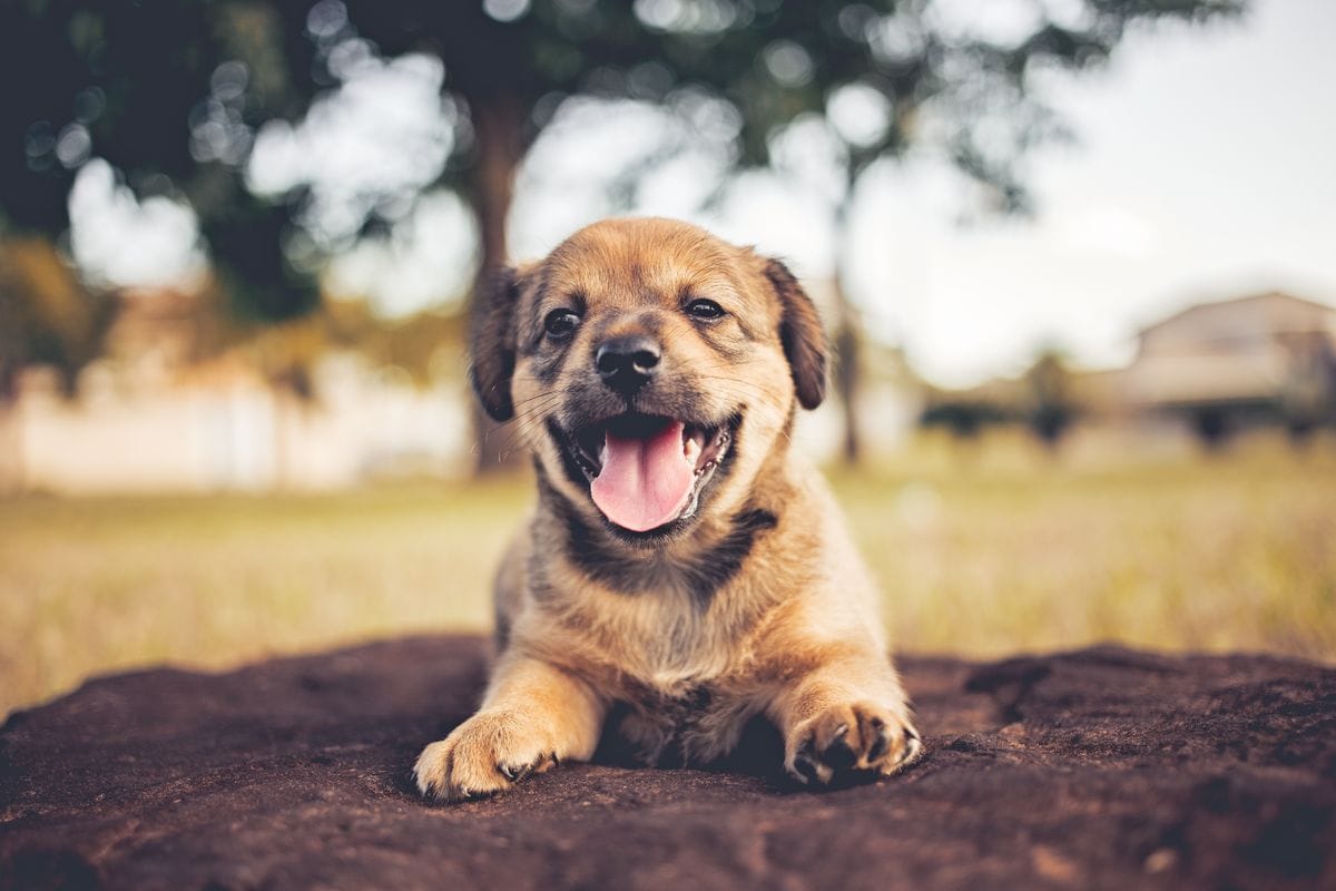 Itens essenciais pra quem está adotando o primeiro pet