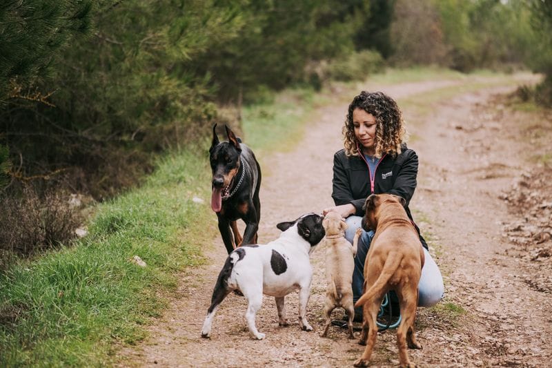 Coleira, peitoral ou guia: qual usar pra cada tipo de cão